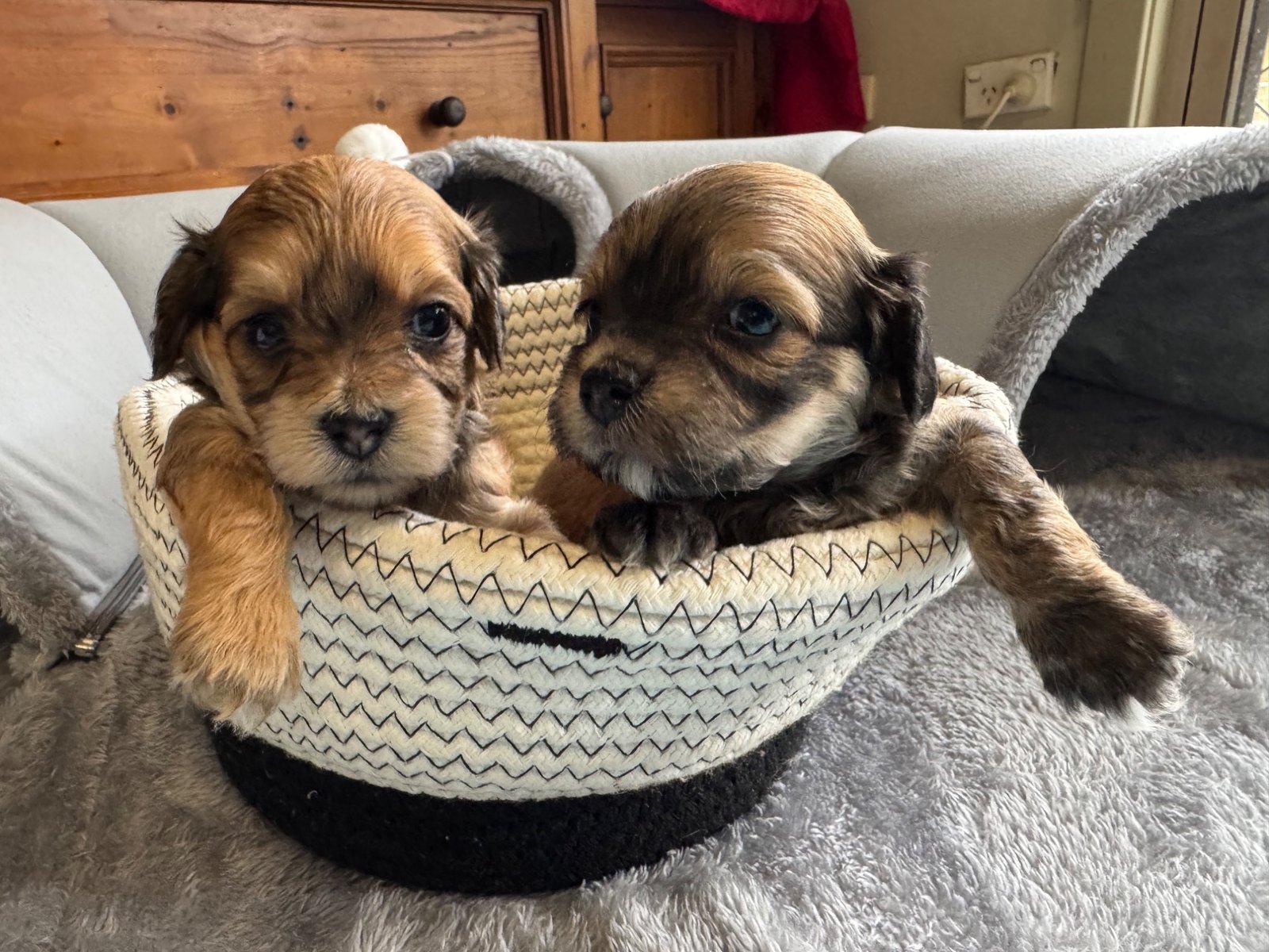 Havoodle puppies – tan pair in basket