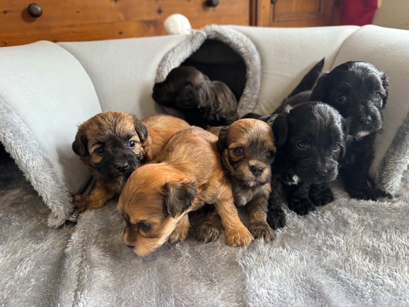 Havoodle litter – full group