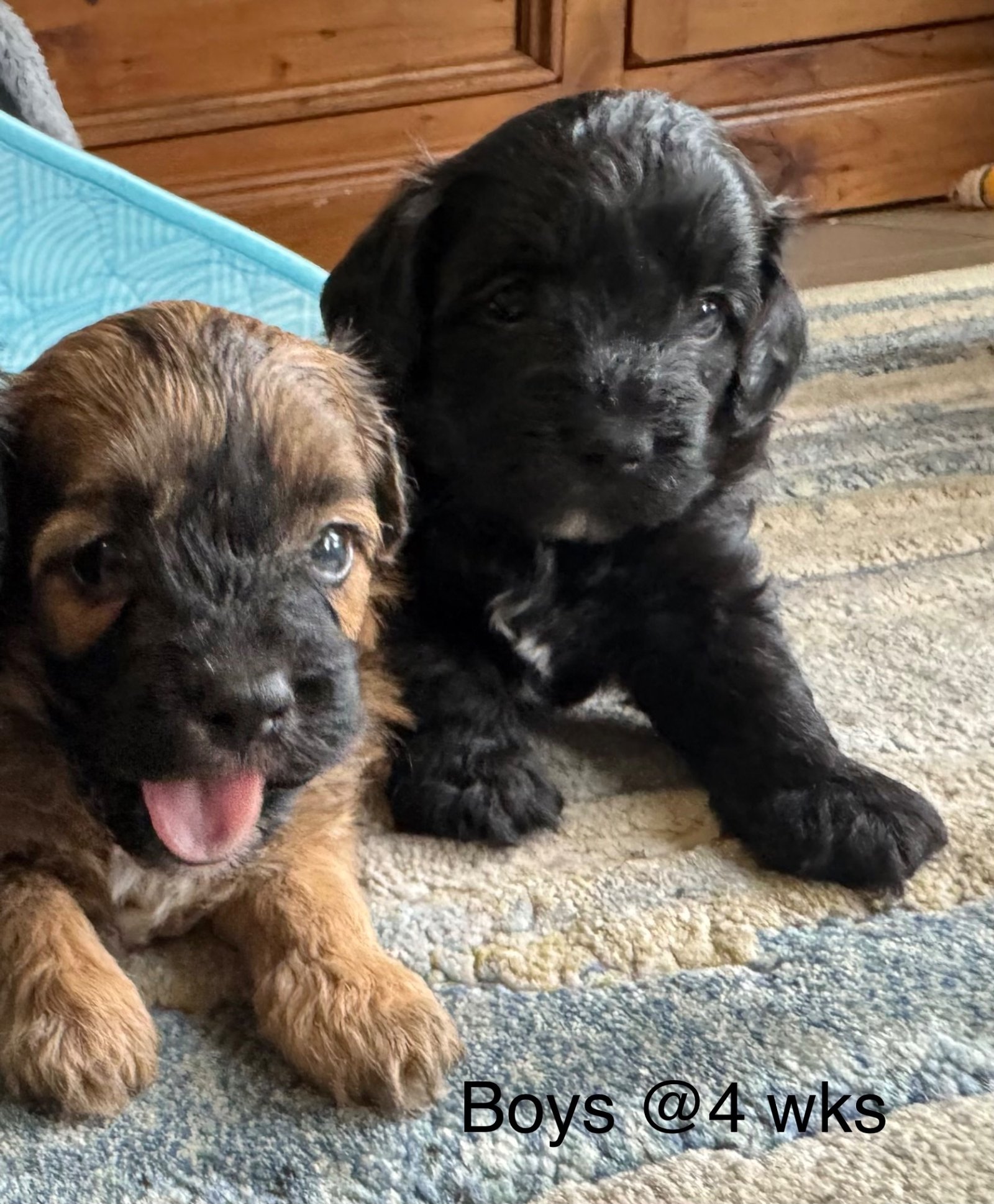 Havoodle puppies – two boys close-up